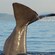 La cola de una ballena se levanta del agua
